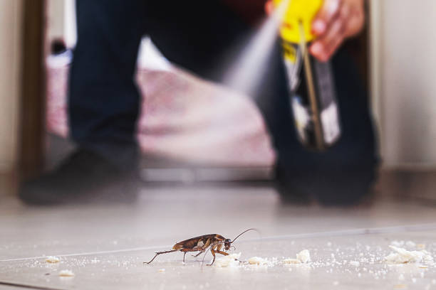 Best Exterminator Services  in Bernie, MO